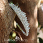 Natalie Tiara bridal crown - Clear and pearl (choice of colors) - Two height options