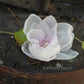 Flower clip - Hand painted Ombré fabric flower with pearl & rhinestone detail - colors to order